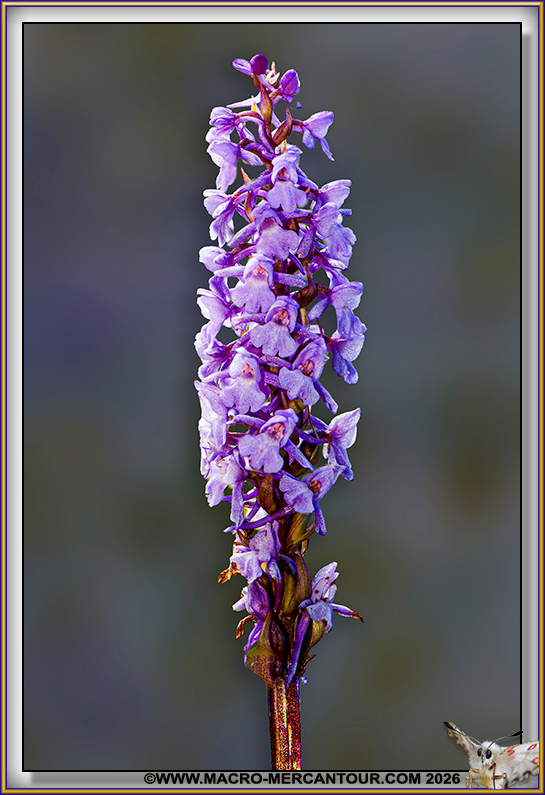 Orchis moucheron